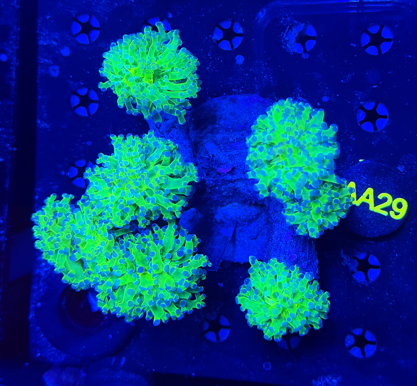 Rainbow Frogspawn colony