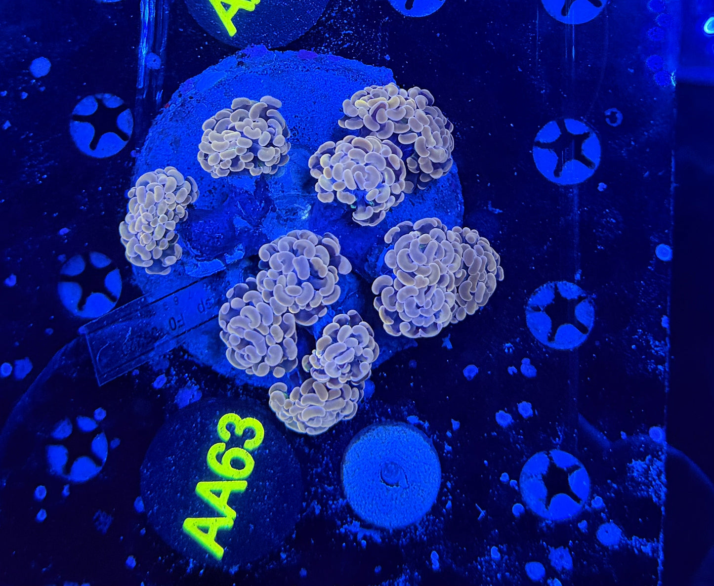 Rainbow branching hammer colony