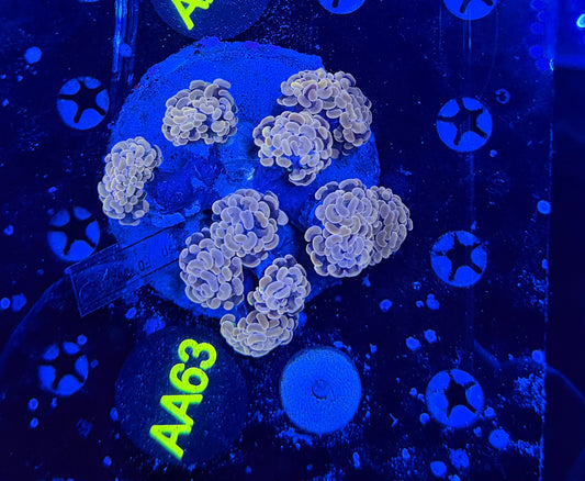 Rainbow branching hammer colony