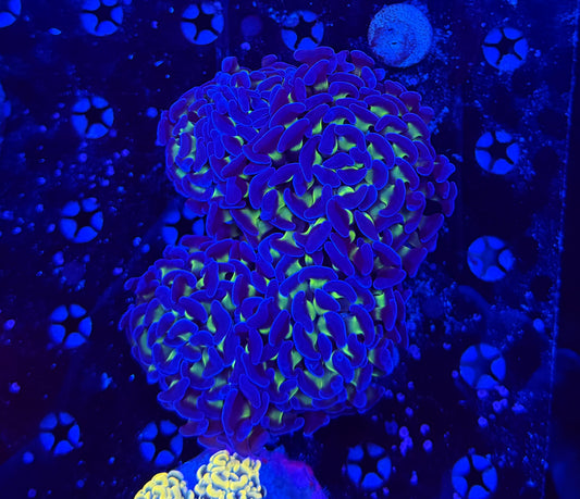 Rainbow branching hammer colony