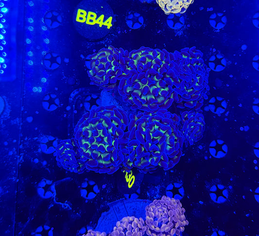 Rainbow branching hammer colony