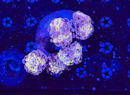 Rainbow branching hammer colony