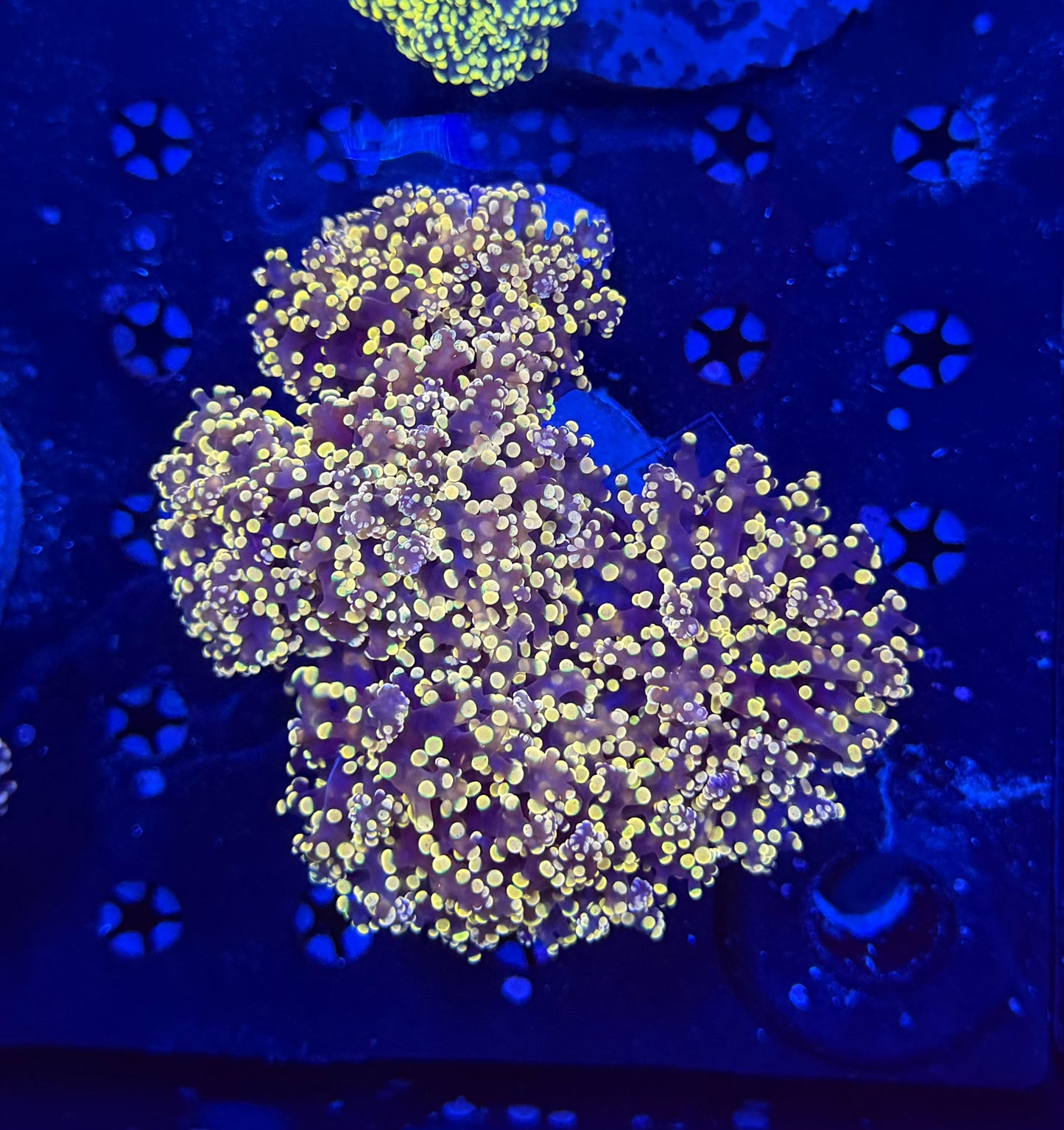 Rainbow Frogspawn colony