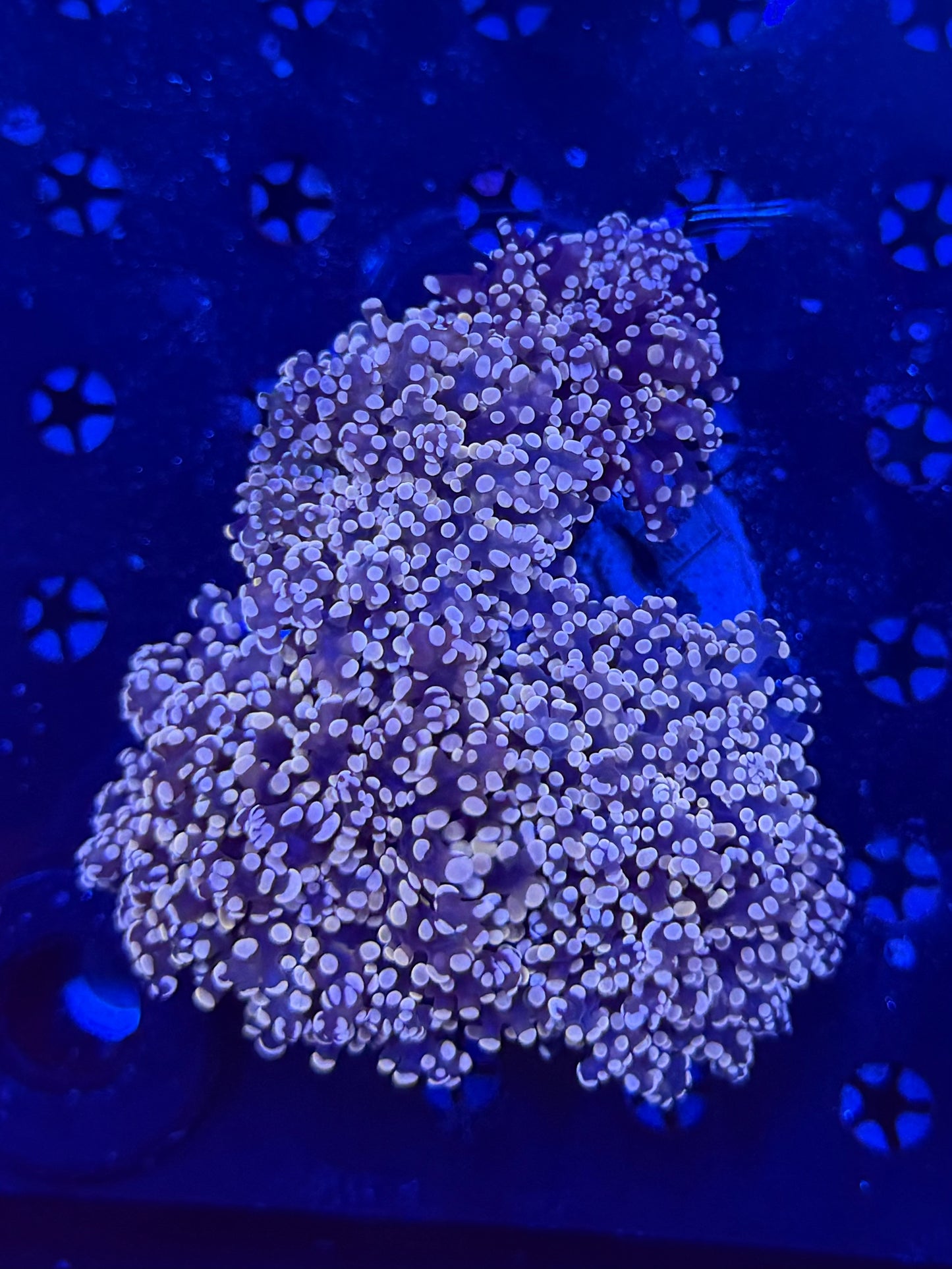 Rainbow Frogspawn colony
