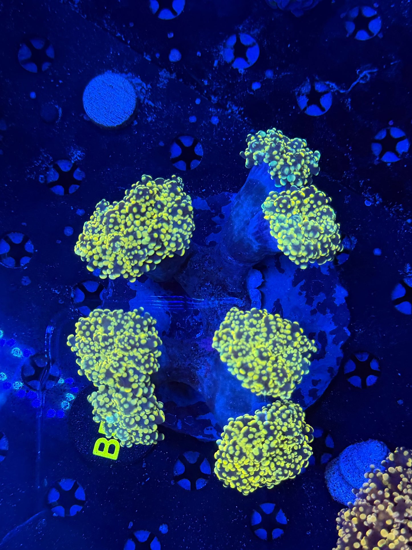 Rainbow Frogspawn colony