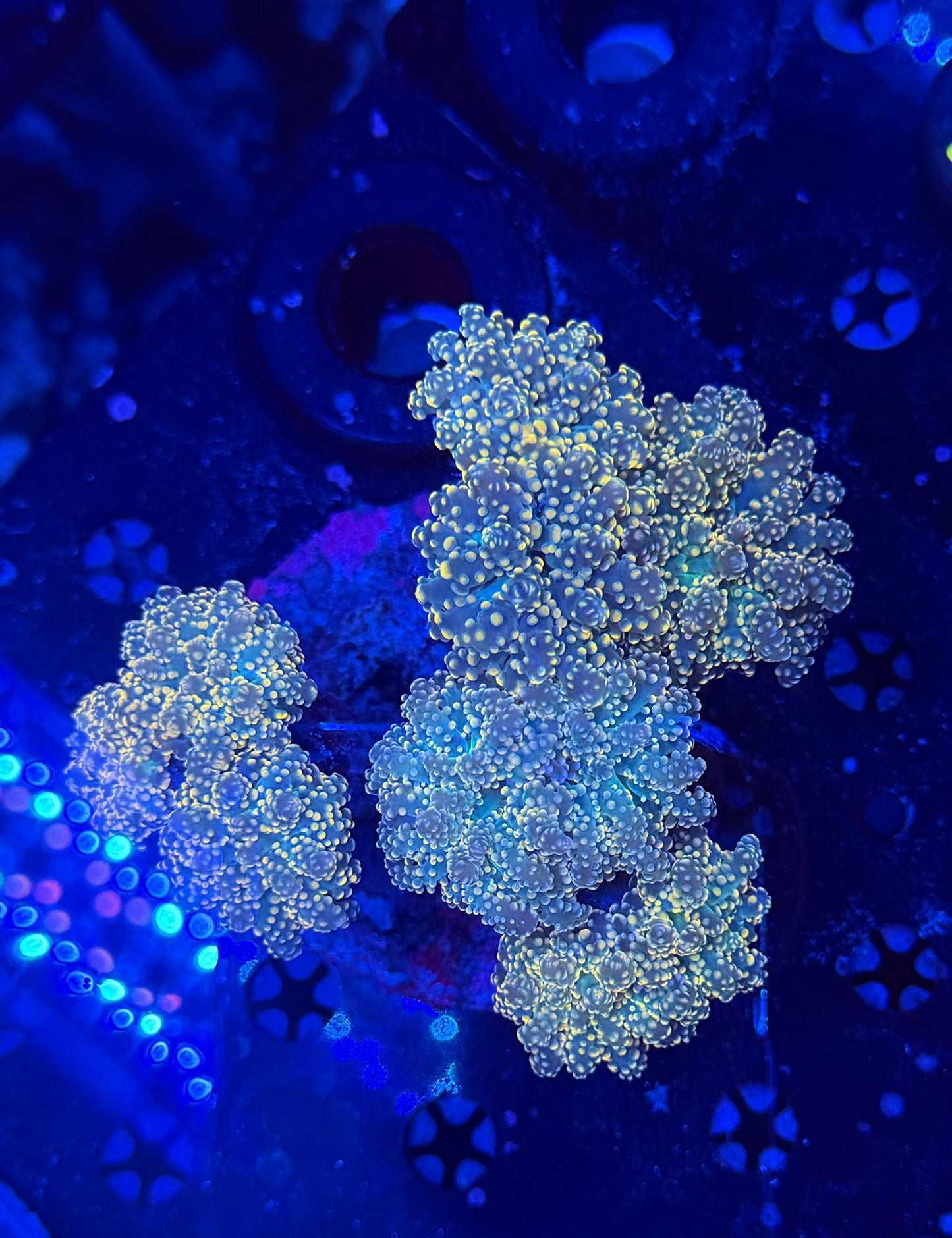 Rainbow Frogspawn colony