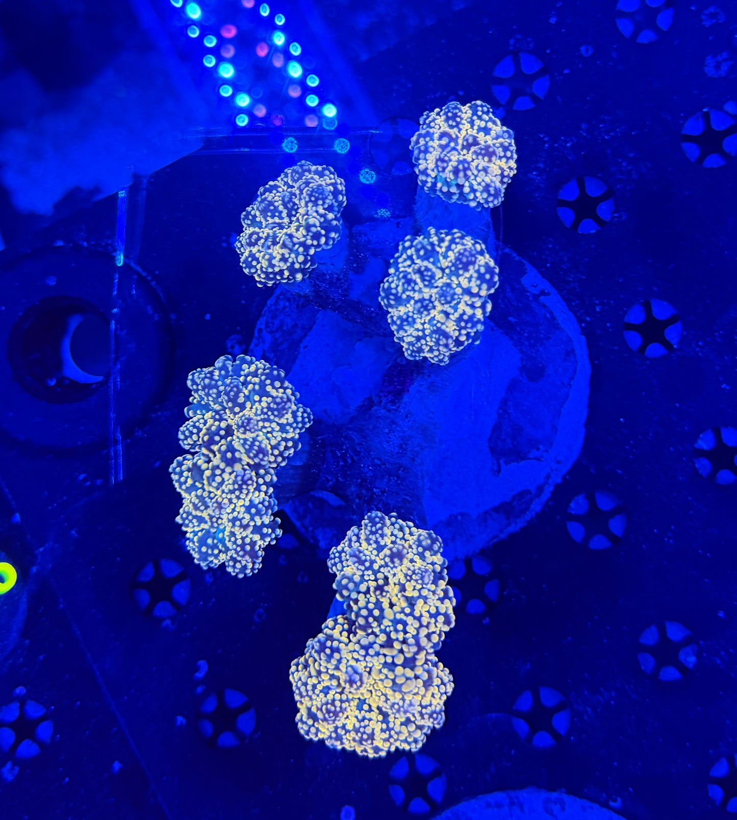 Rainbow Frogspawn colony