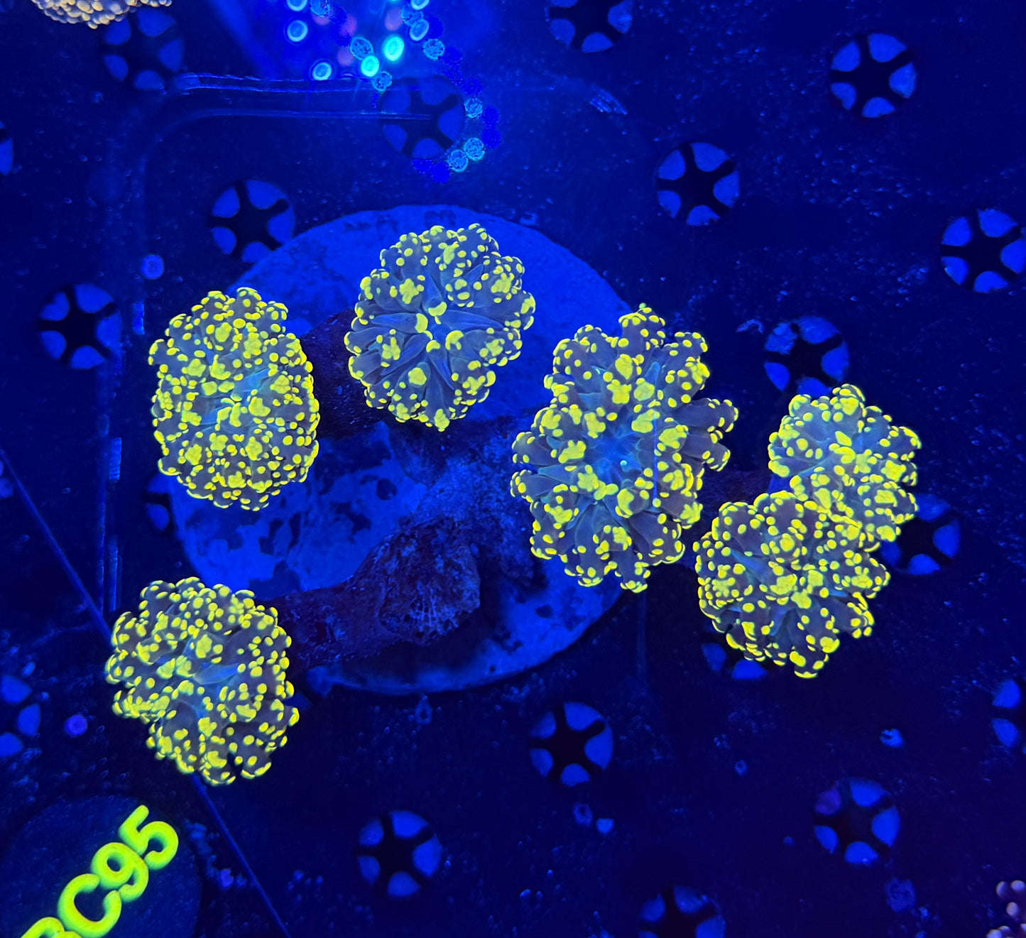 Rainbow Frogspawn colony c95