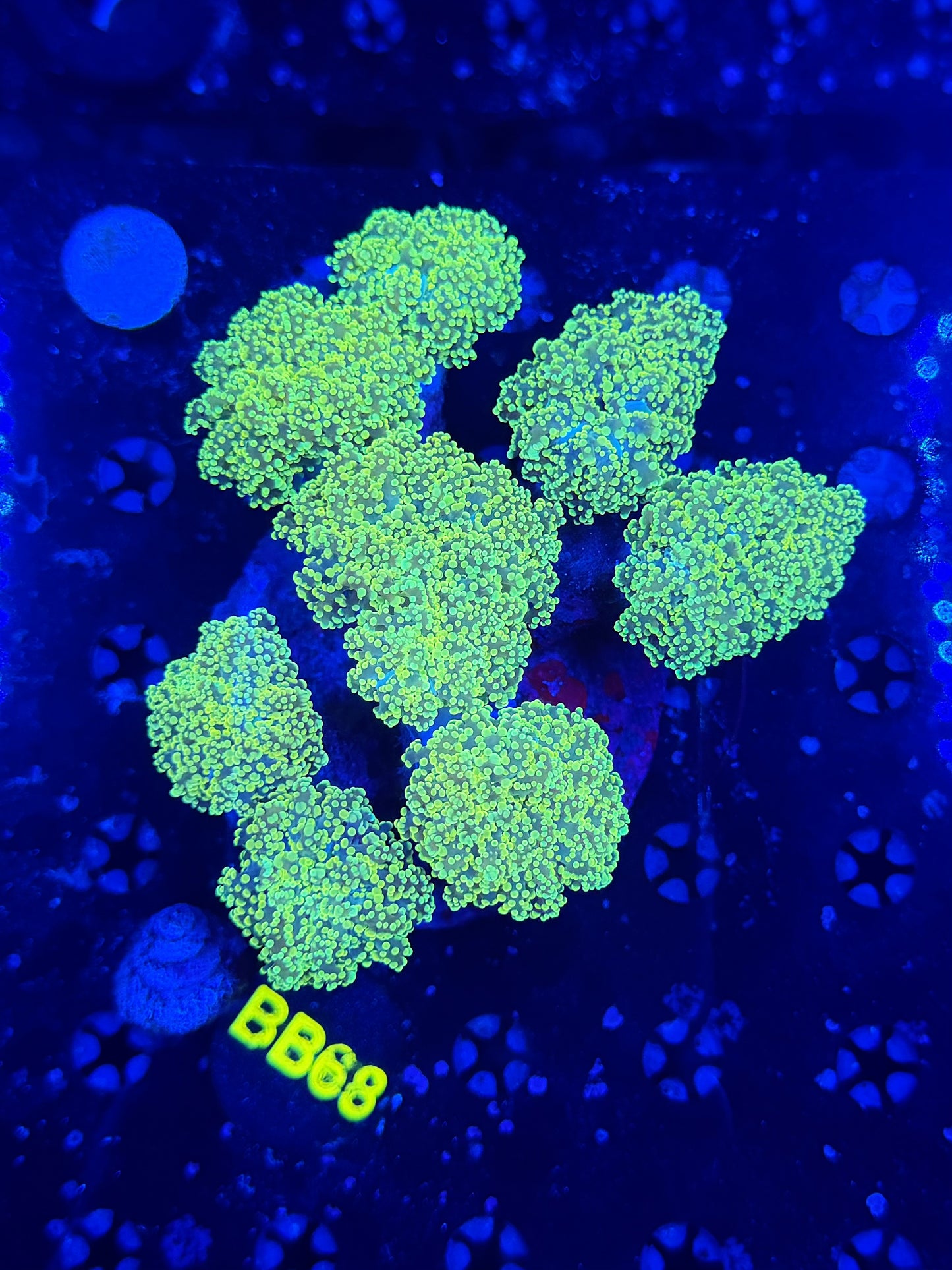 Rainbow Frogspawn colony large b68