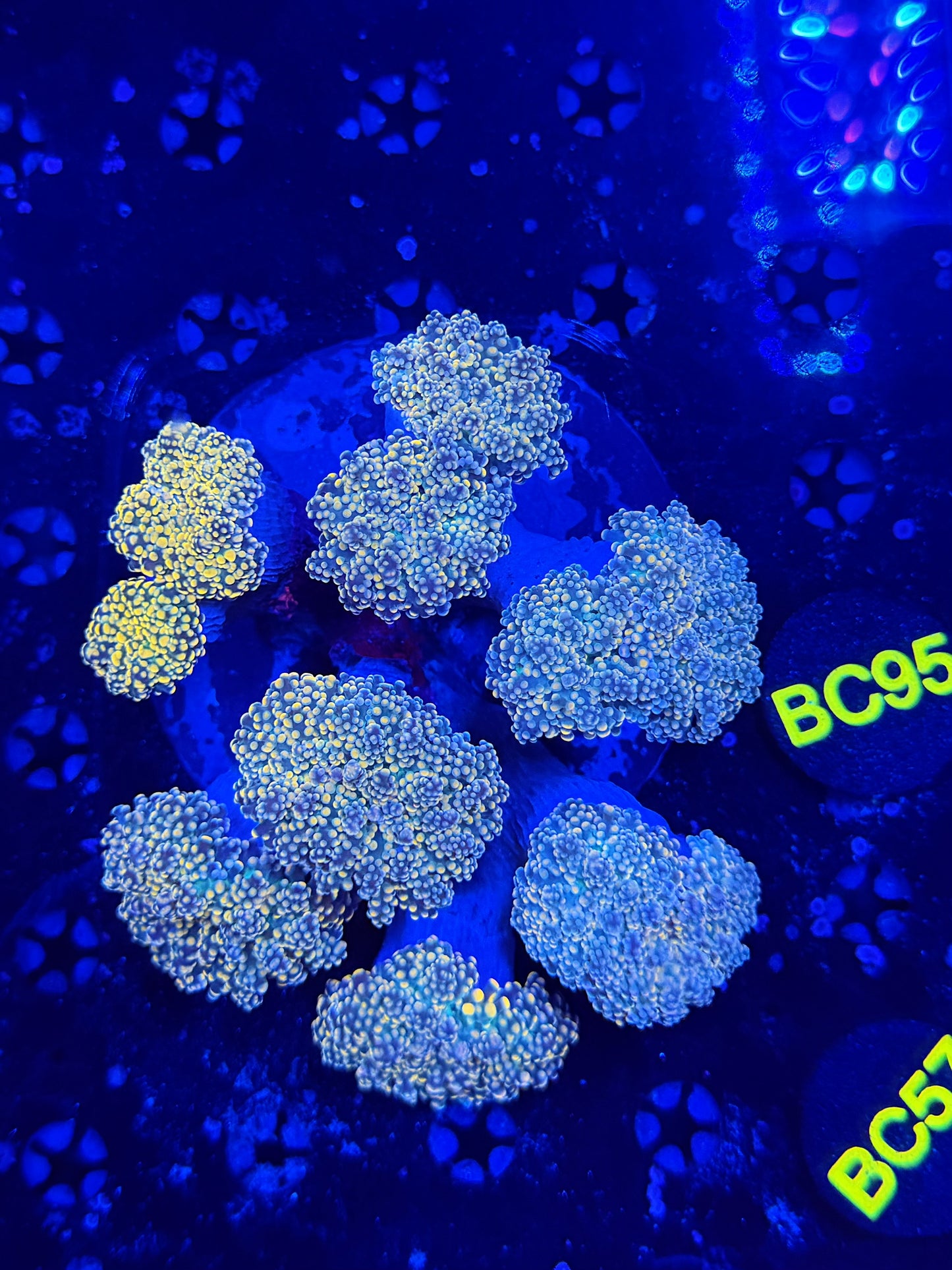 Rainbow Frogspawn colony Large