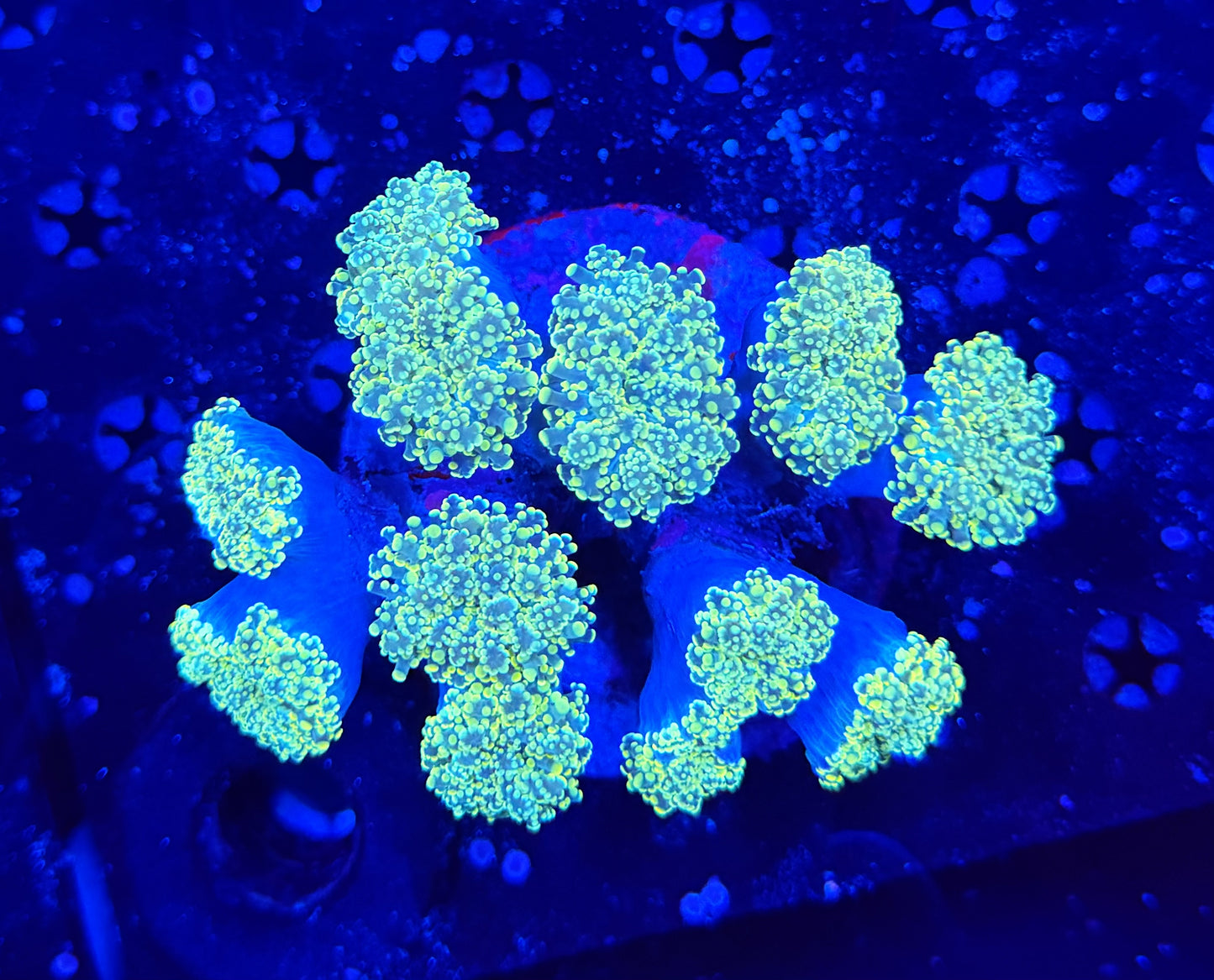 Rainbow Frogspawn colony Large