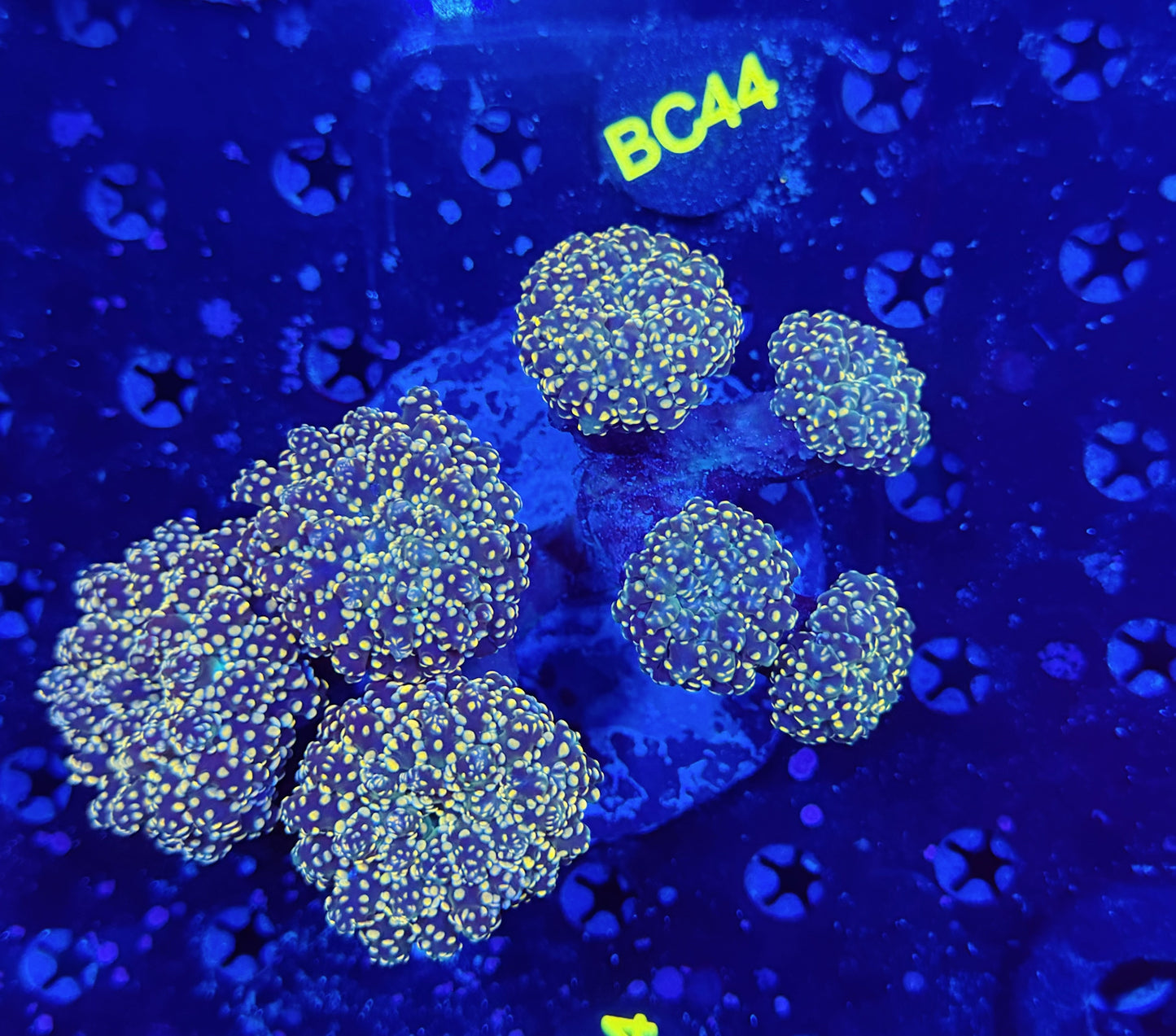 Rainbow Frogspawn colony c44