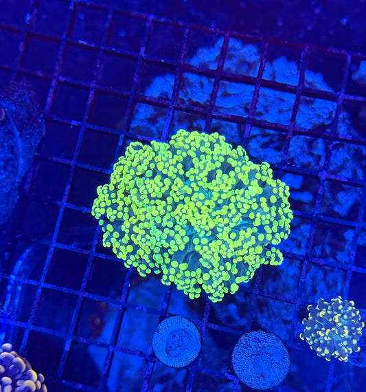 Frogspawn