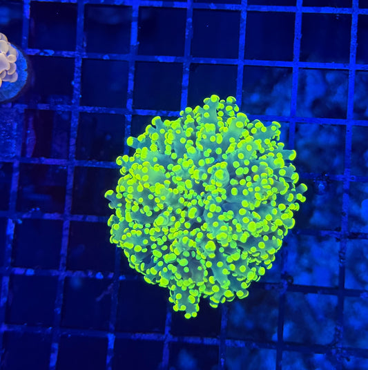 Frogspawn