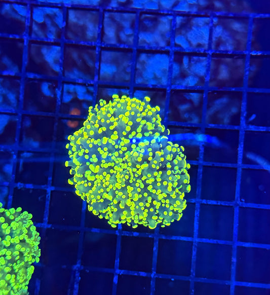 Frogspawn