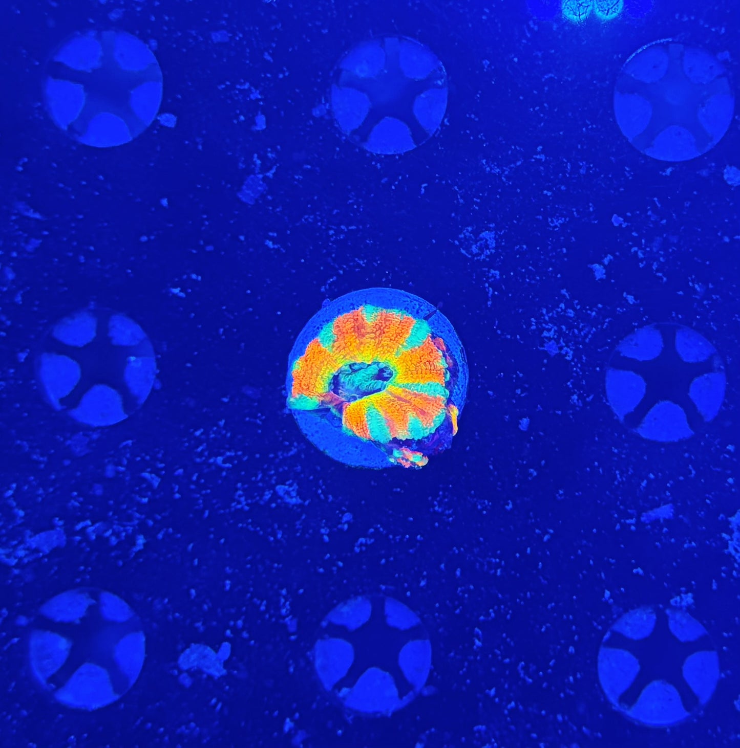 Ultra Asian acan (crazy bright)