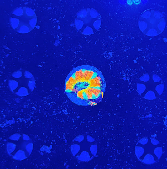 Ultra Asian acan (crazy bright)