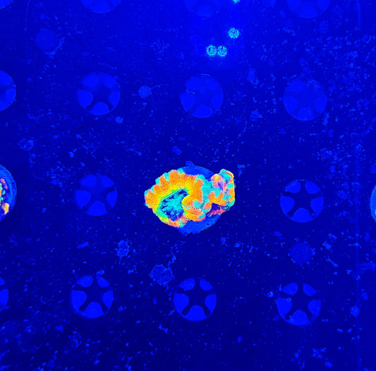 Ultra Asian acan (crazy bright)