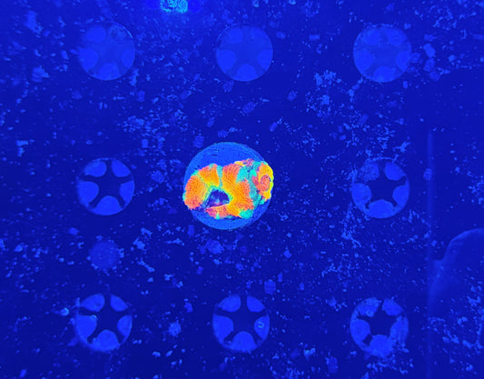 Ultra Asian acan (crazy bright)