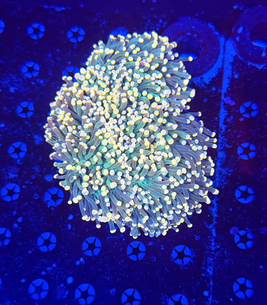 Indo yellow tip colony