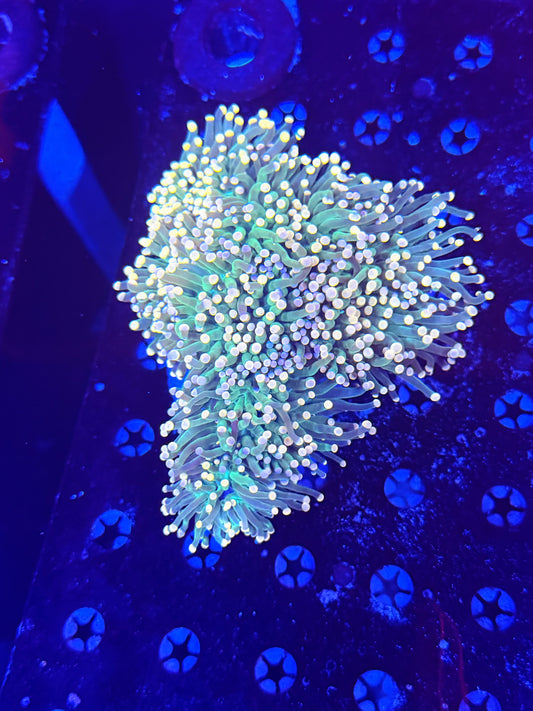 Indo yellow tip colony