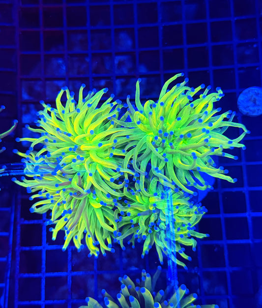 OG Hg 4 heads colony
