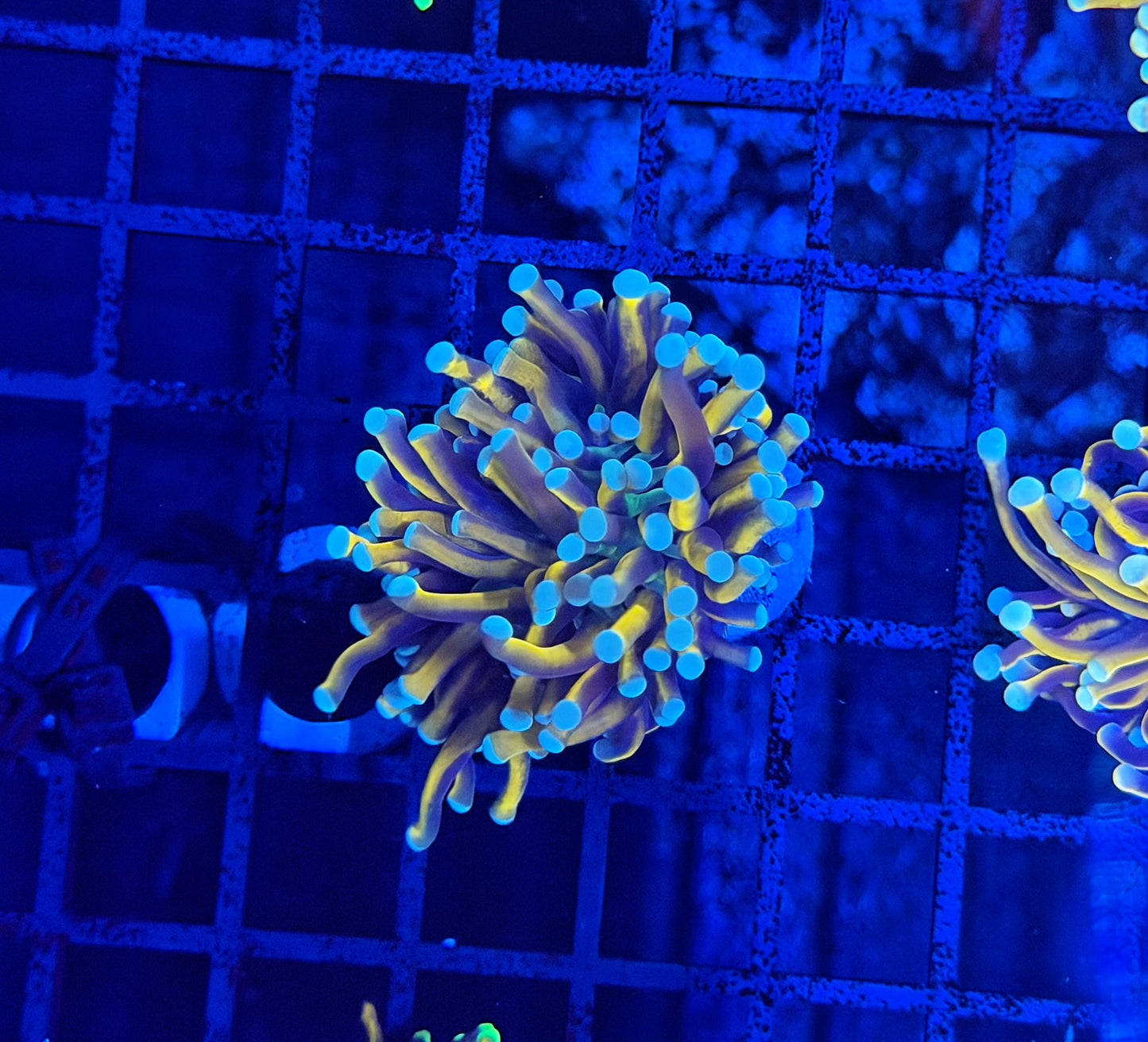 Bicolor tip green mouth Indo gold