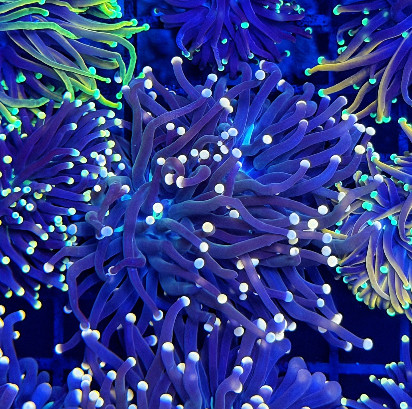 Neon tip black Large