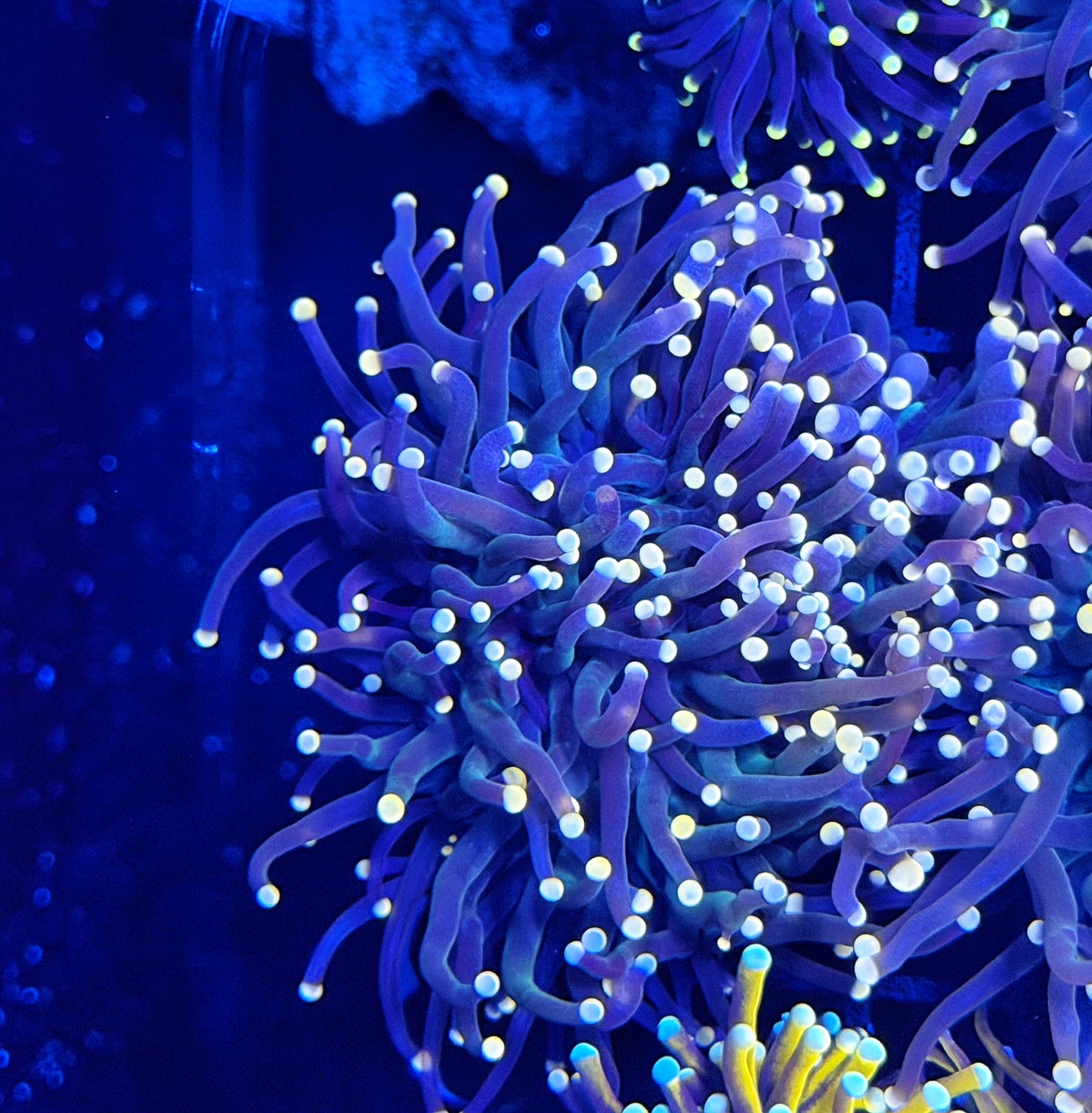Neon tip black large