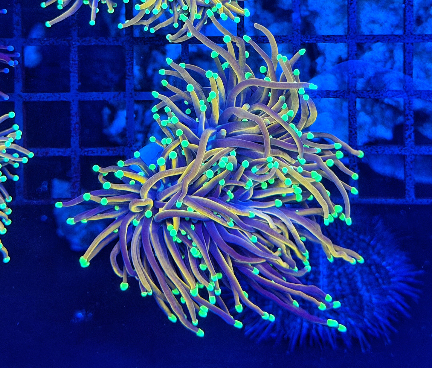 Indo gold large