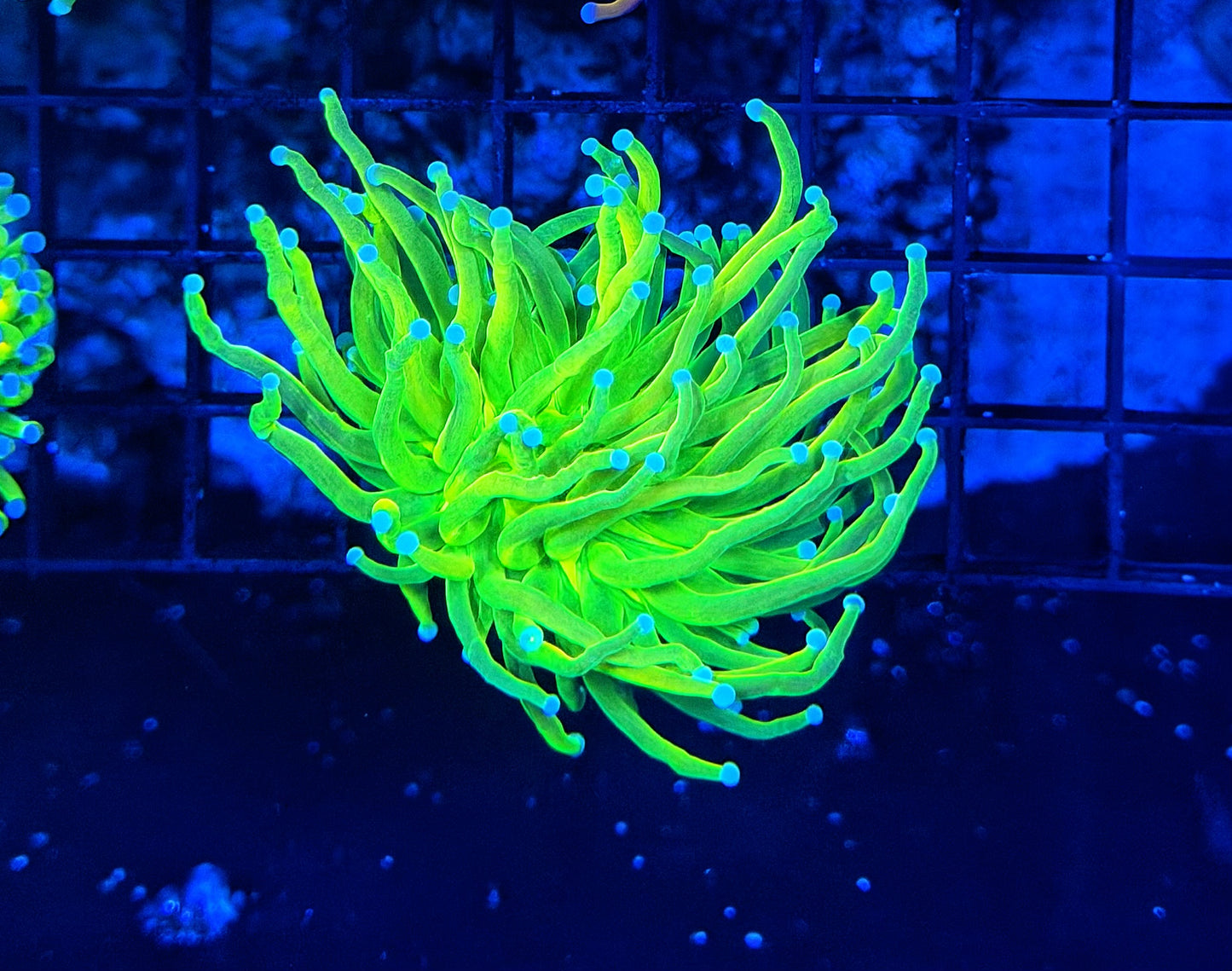 OG master