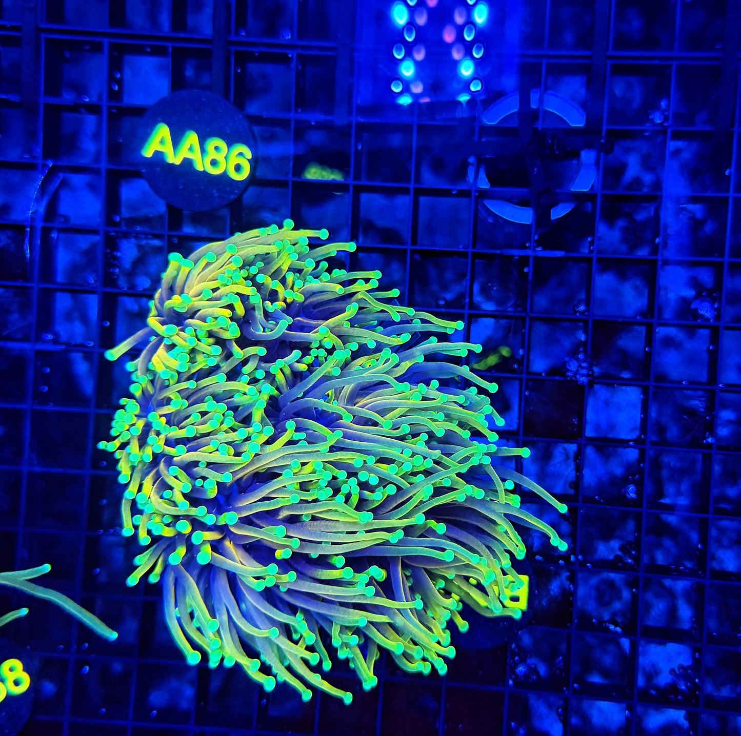 Hellfire cuttable 4-8+ heads colony