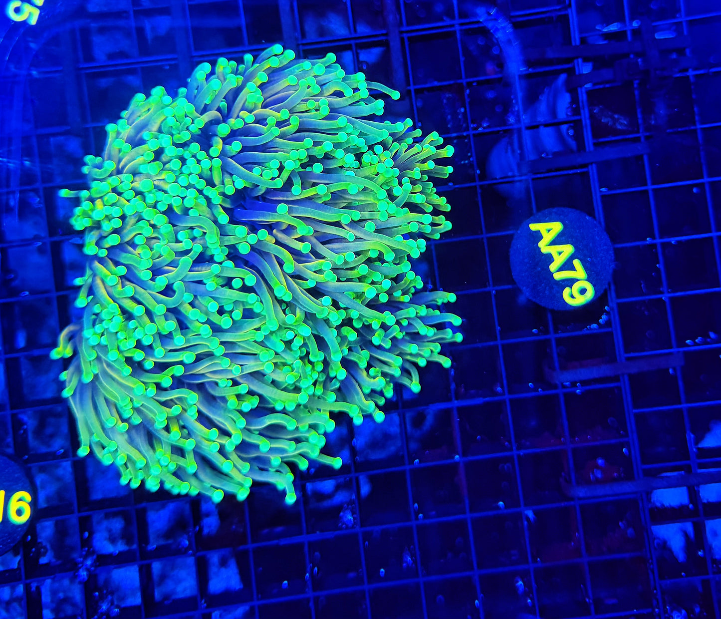 Indo gold cuttable 4-8+ heads colony