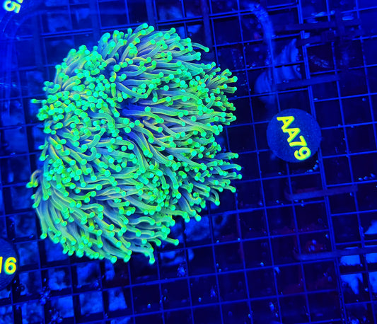 Indo gold cuttable 4-8+ heads colony
