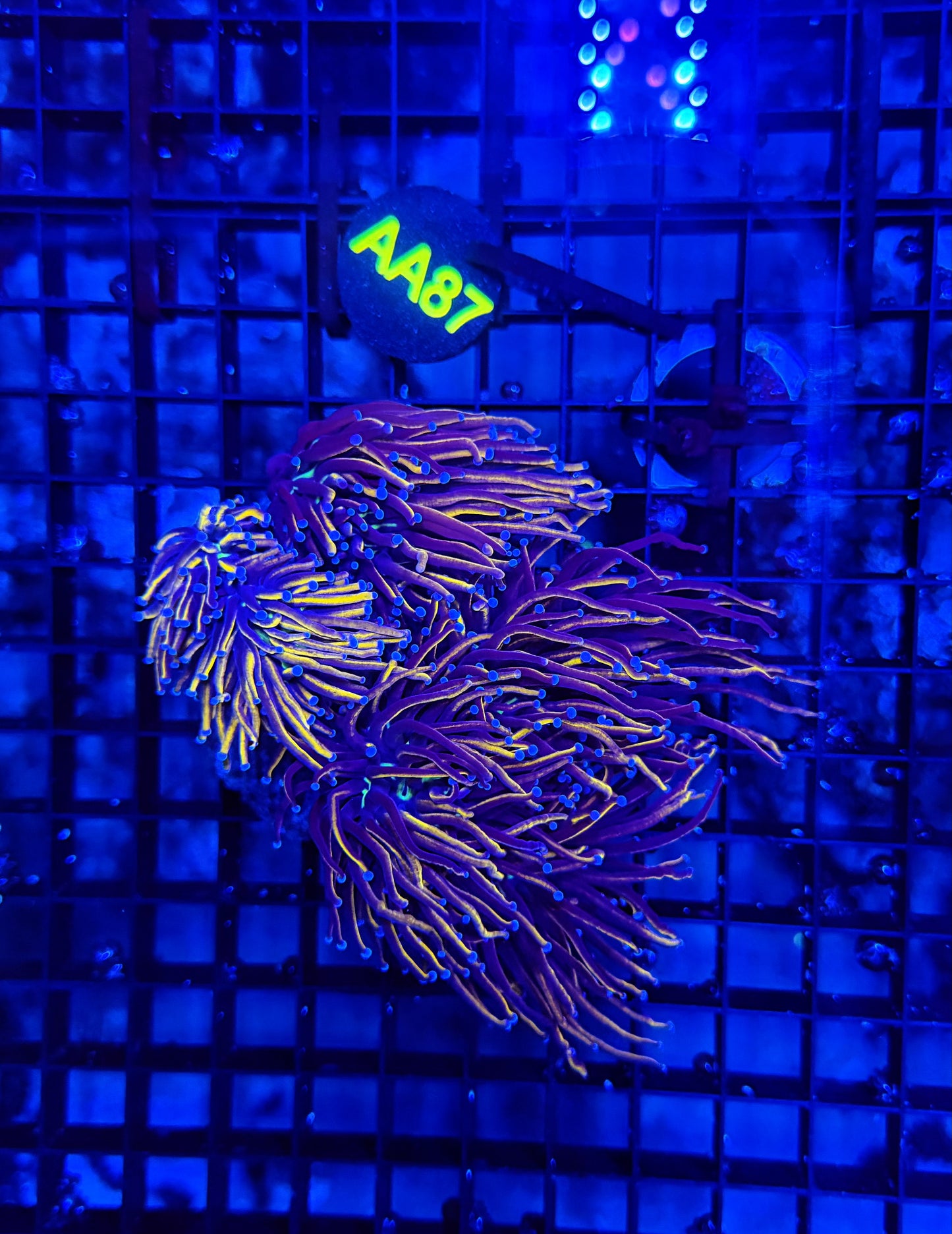 24k / NYK cuttable 4-8+ heads colony