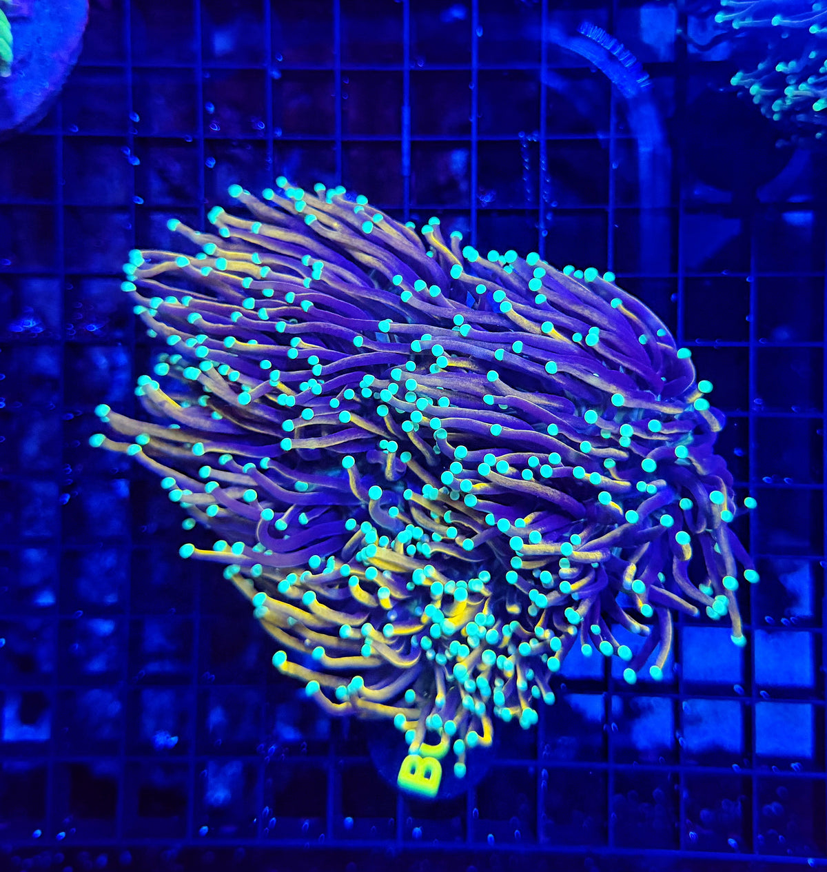 Indo gold colony