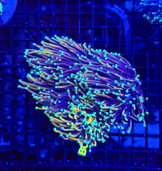 Indo gold colony
