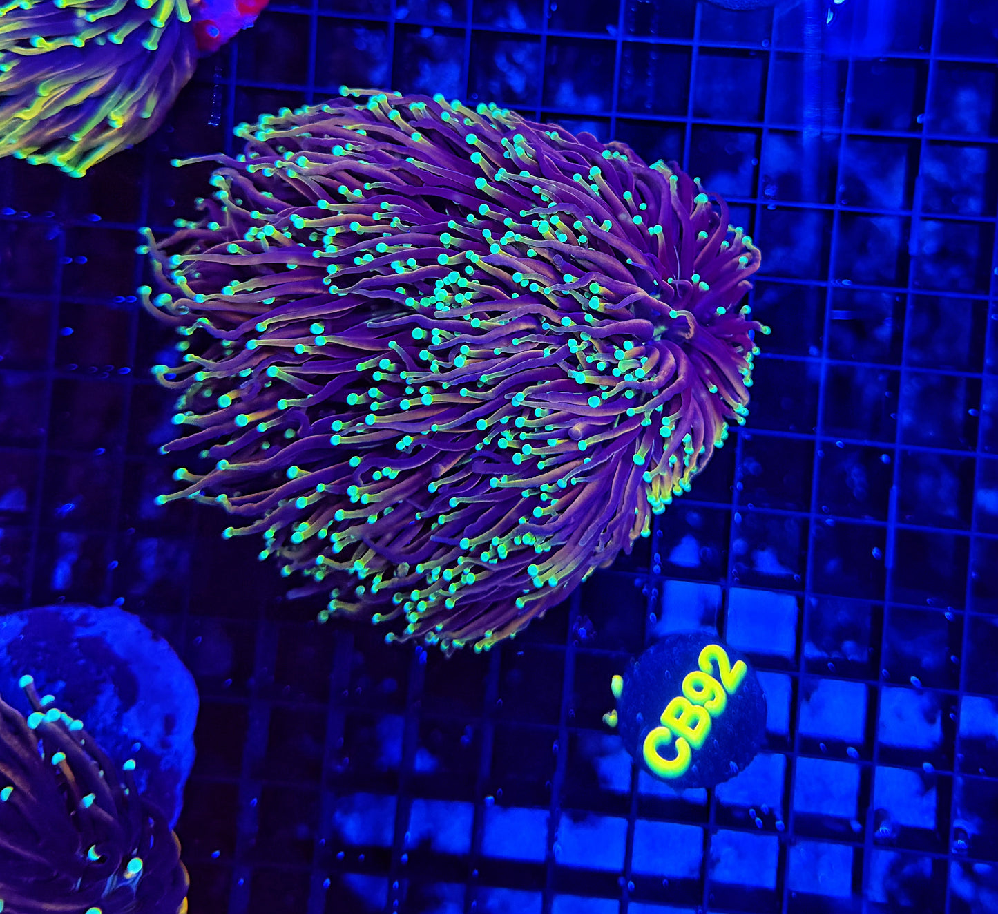Indo gold cuttable 4-8+ heads colony