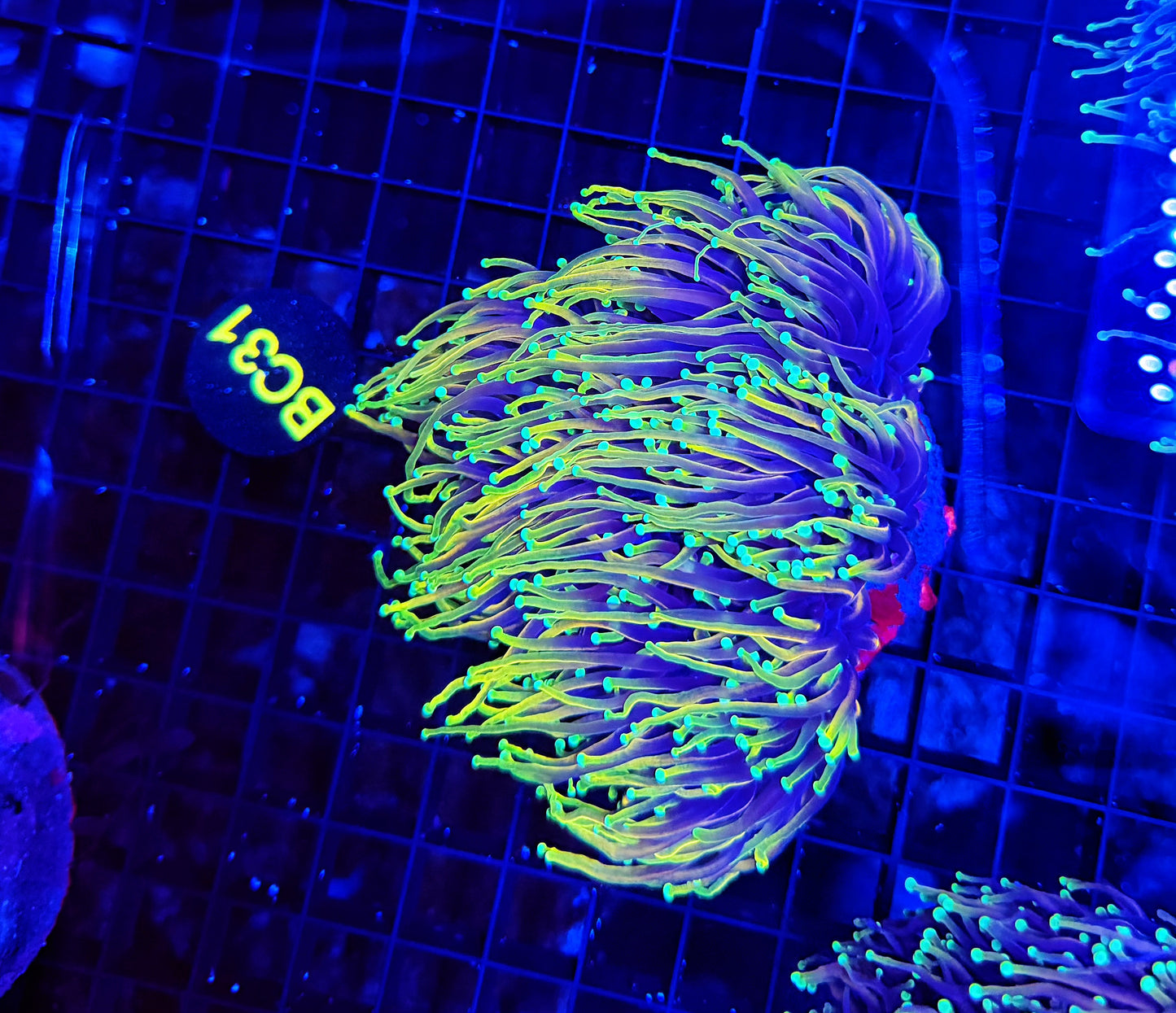 Hellfire cuttable 4-8+ heads colony