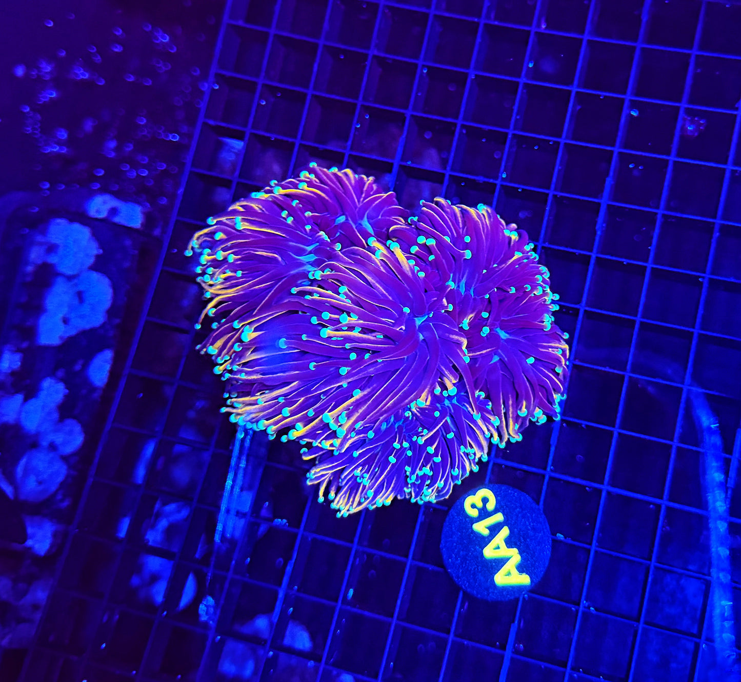 Indo gold cuttable 4-8+ heads colony