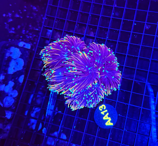 Indo gold cuttable 4-8+ heads colony