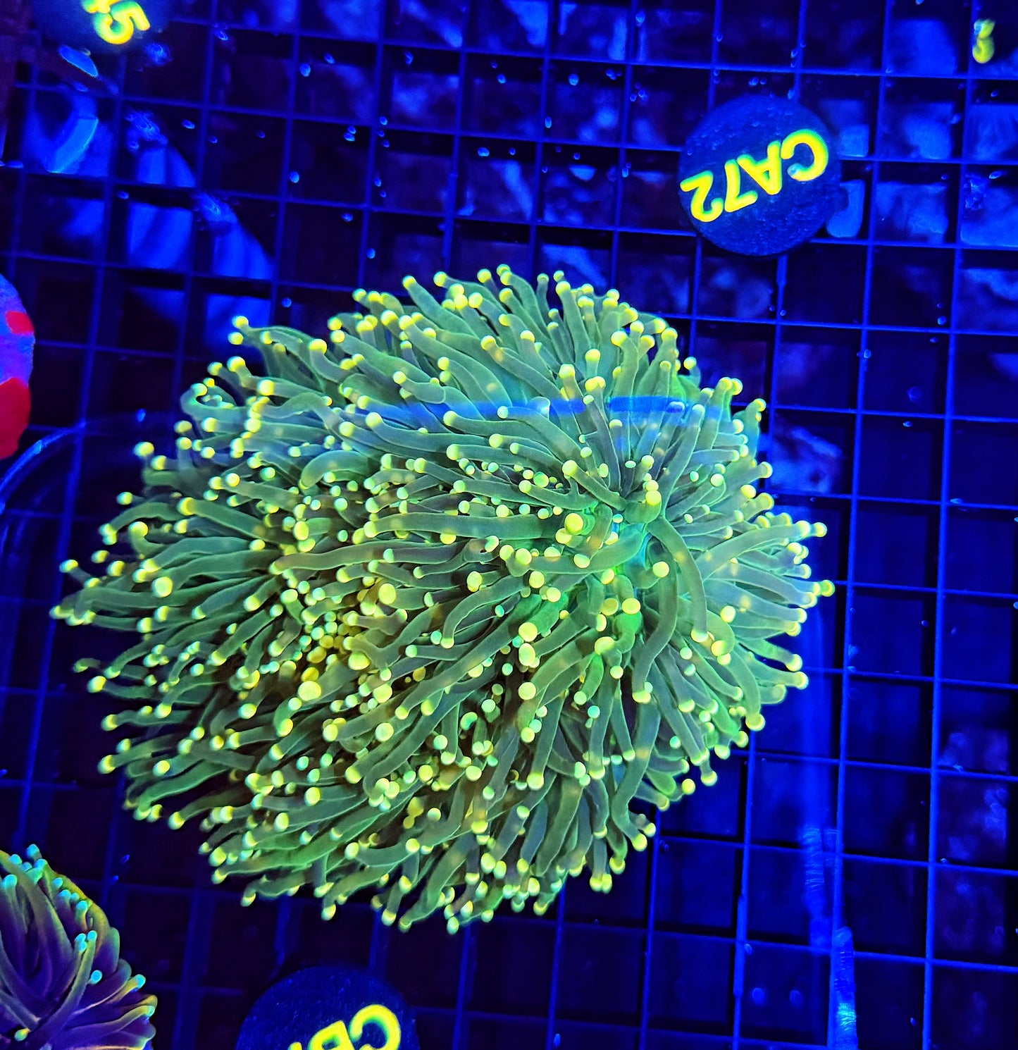Neon tip colony