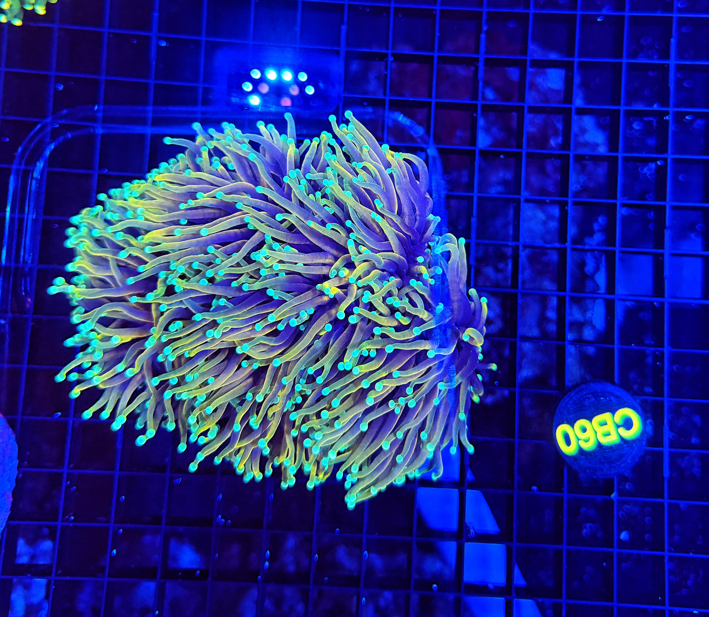 Indo gold cuttable 4-8+ heads colony