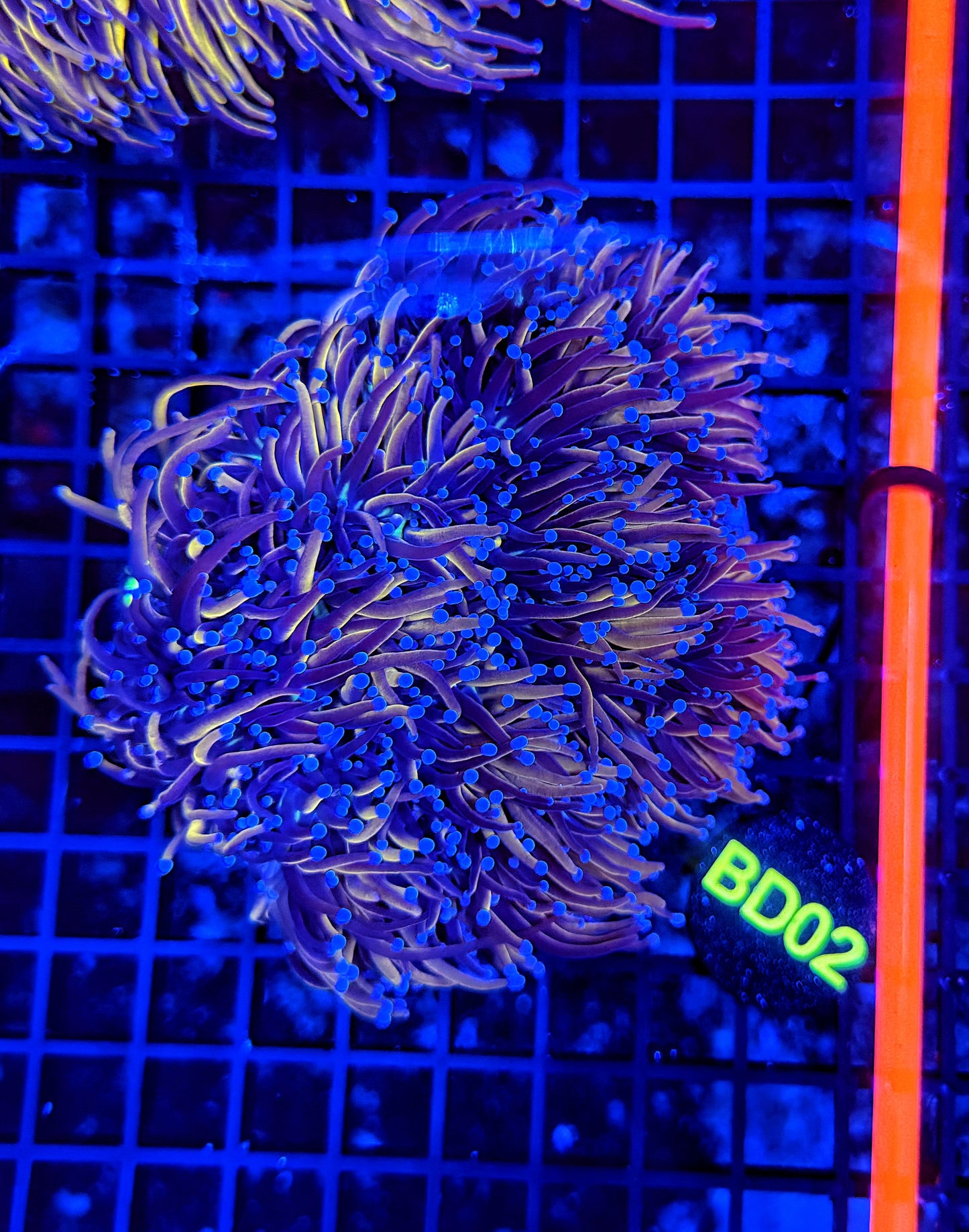24k / NYK LARGE cuttable 6-12+ heads colony