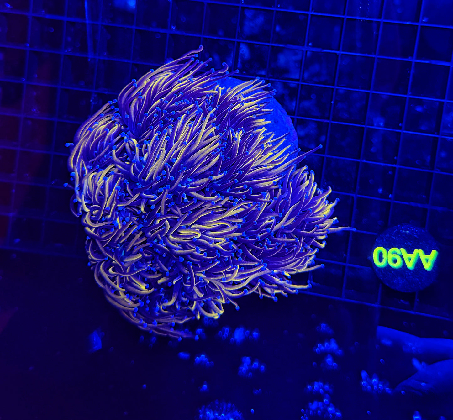 24k / NYK LARGE cuttable 6-12+ heads colony