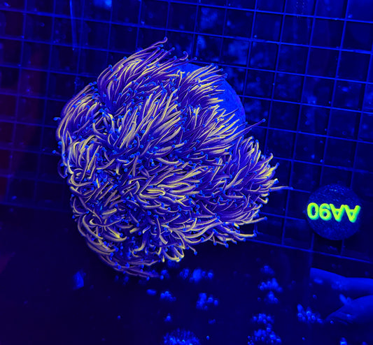 24k / NYK LARGE cuttable 6-12+ heads colony
