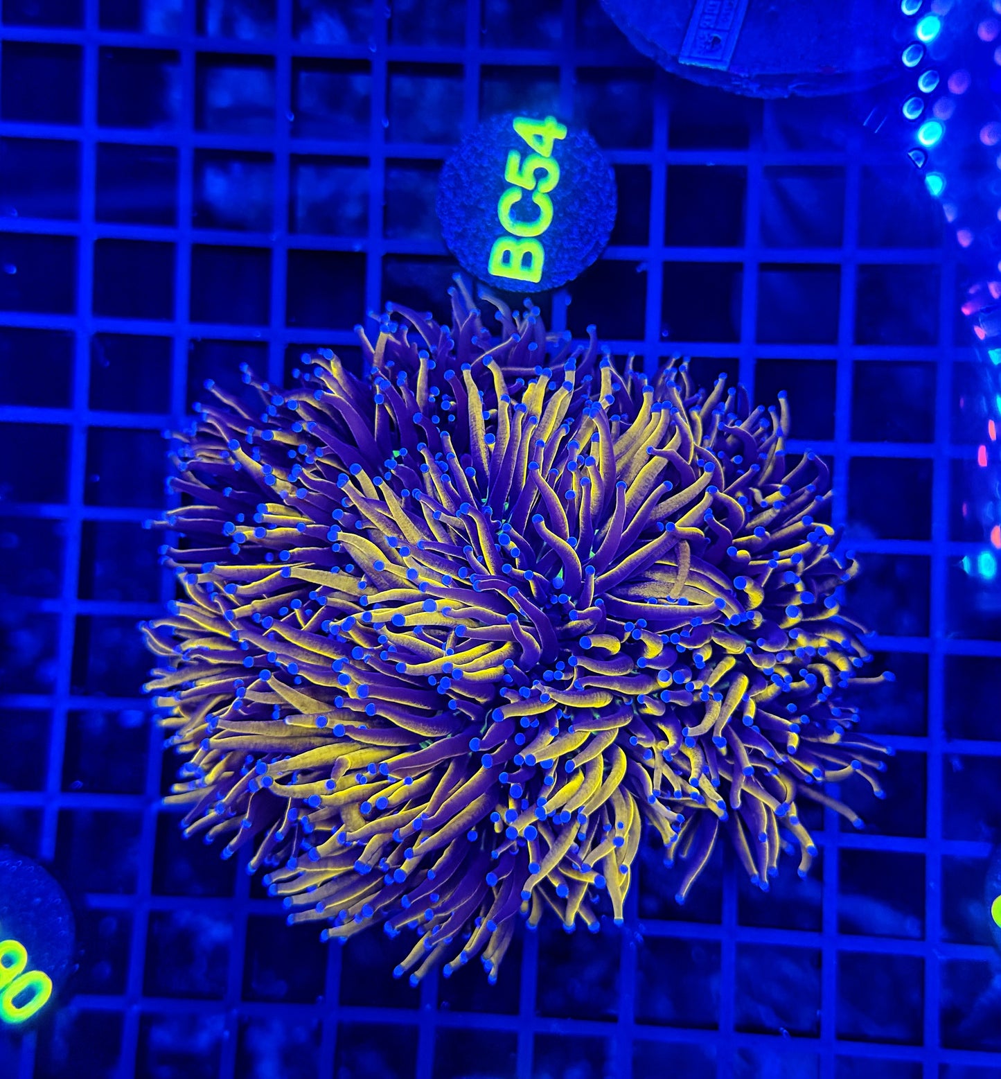 24k / NYK cuttable 4-8+ heads colony