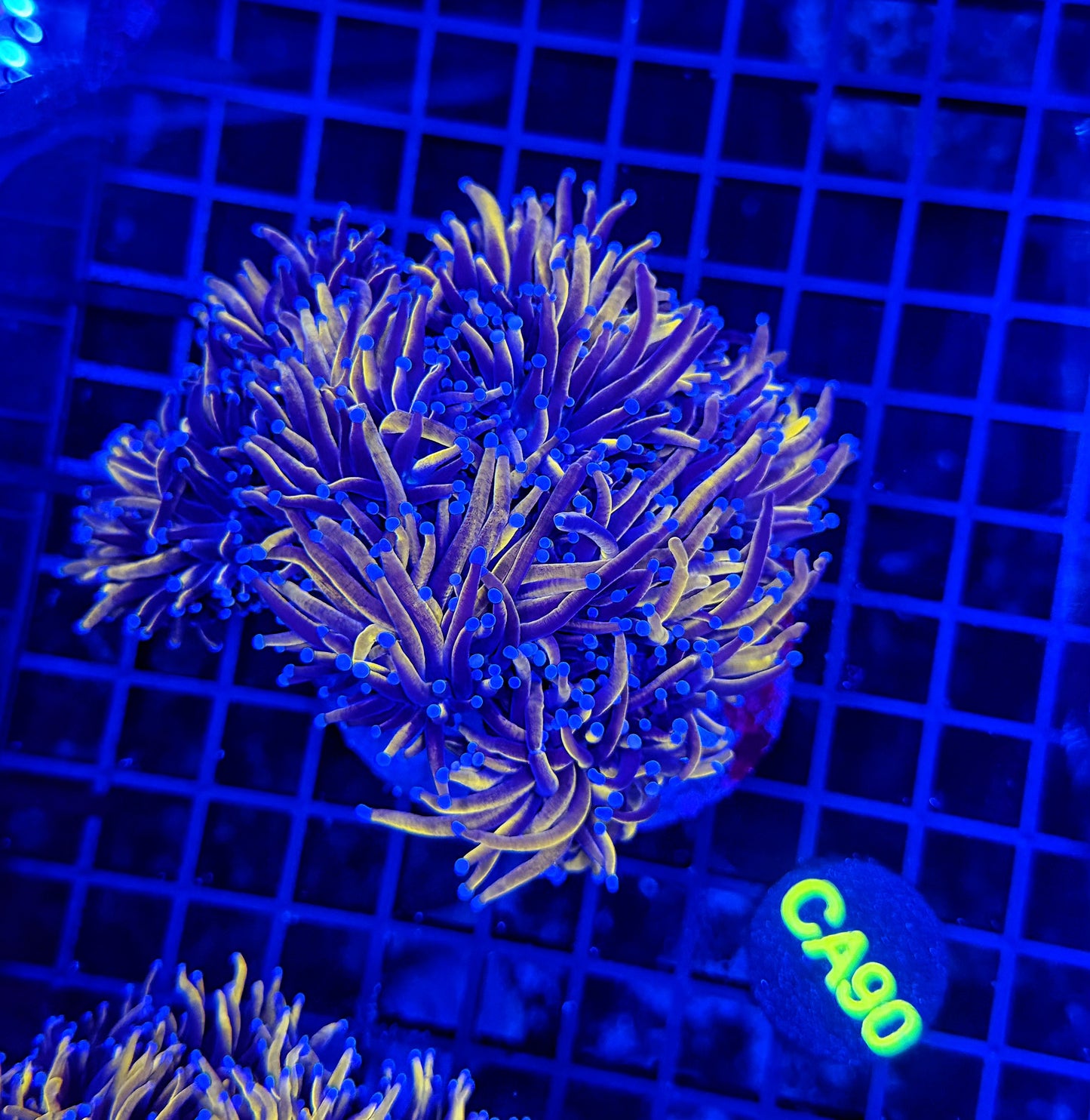 24k / NYK cuttable 4-8+ heads colony