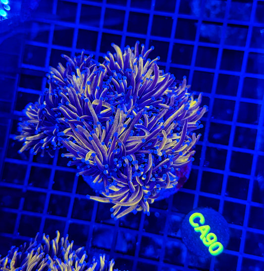 24k / NYK cuttable 4-8+ heads colony
