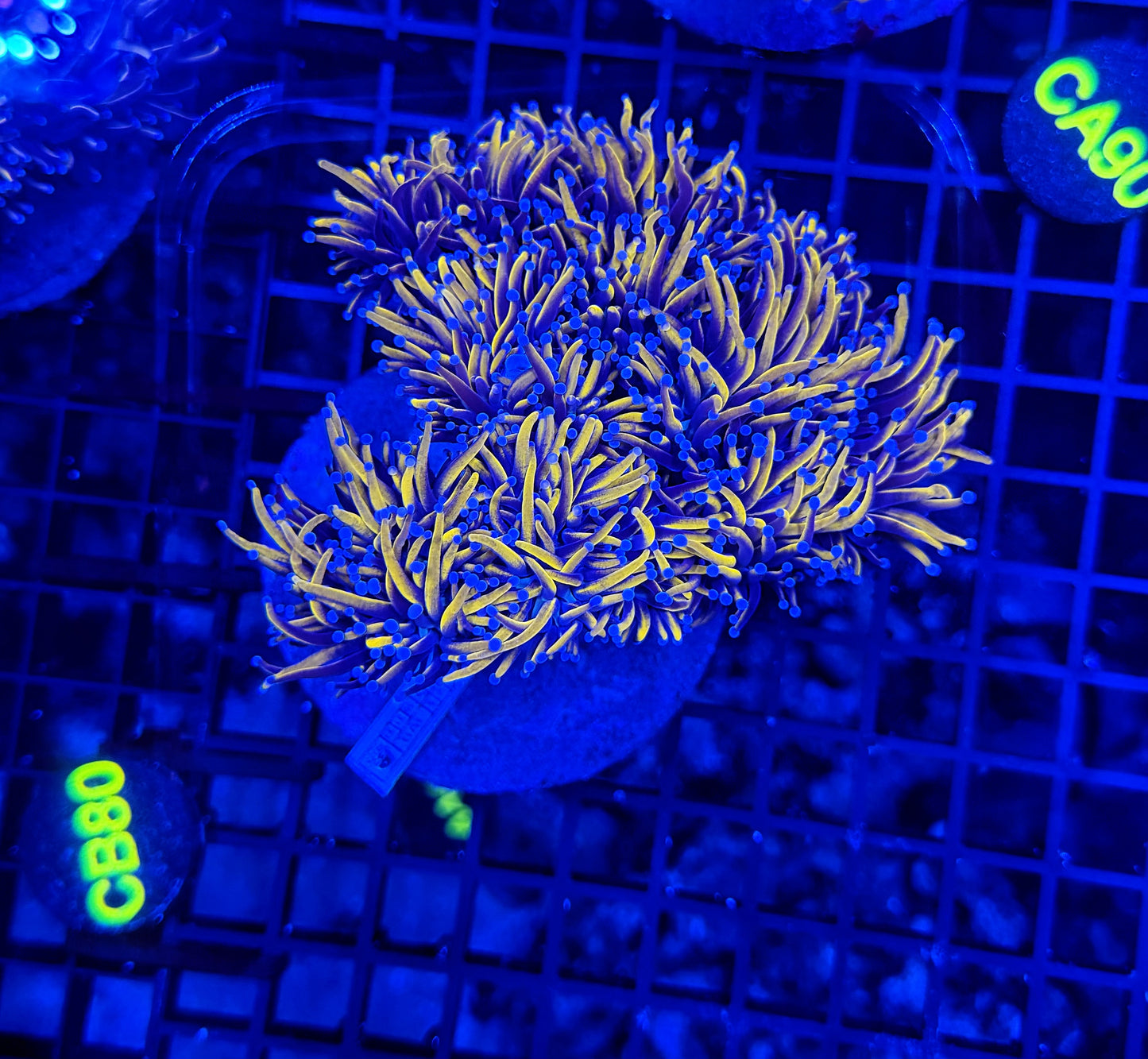 24k / NYK cuttable 4-8+ heads colony